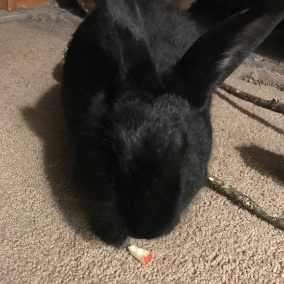 Meet your Posher, Melanie and the kids! - Picture 4 of 6